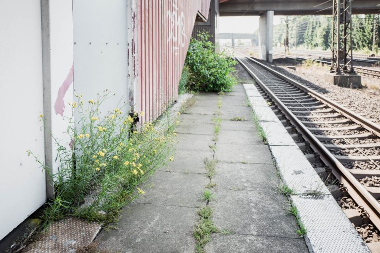 Was wächst denn da? – Pflanzen an Hamburgs Schienen und Bahnhöfen
