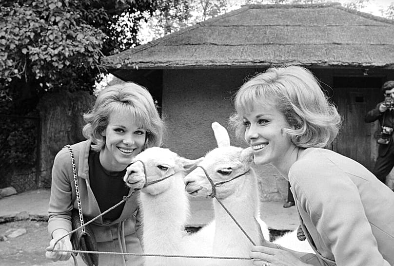 German twin dancer-actresses Alice, left, and Ellen Kessler pose with twin llamas born in the Zoologico in Rome, Italy