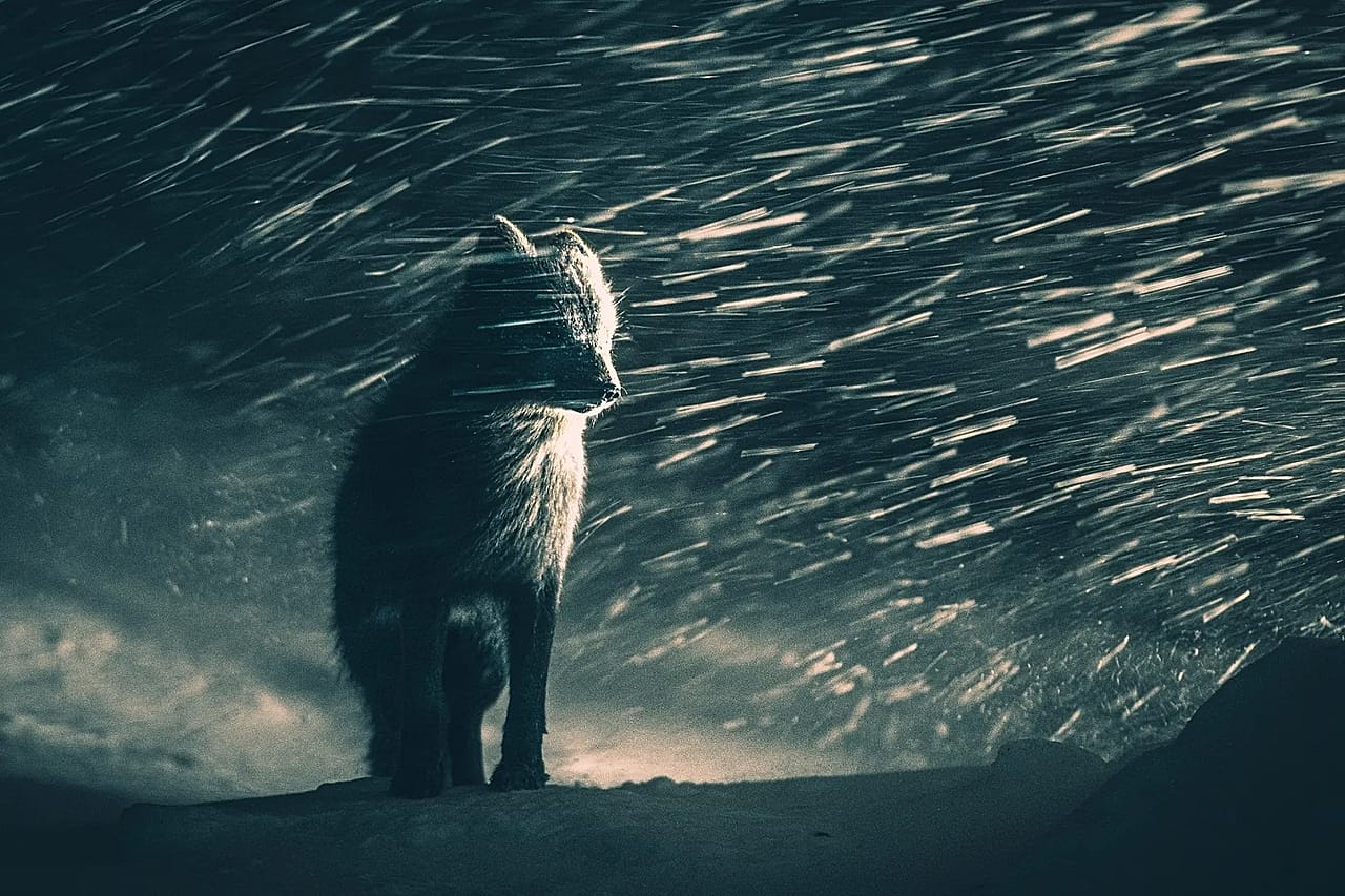 Braving the elements: A blue arctic fox in the Varager Peninsula of Norway is caught alone in blizzard of snow.