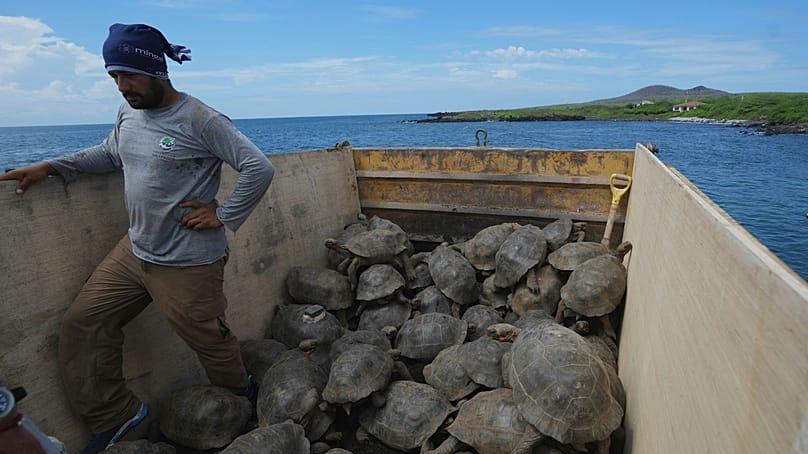 Juvenile giant tortoises are transported from a breeding centre on Santa Cruz to Floreana Island, Galapagos Islands, Ecuador, Feb. 19, 2026.