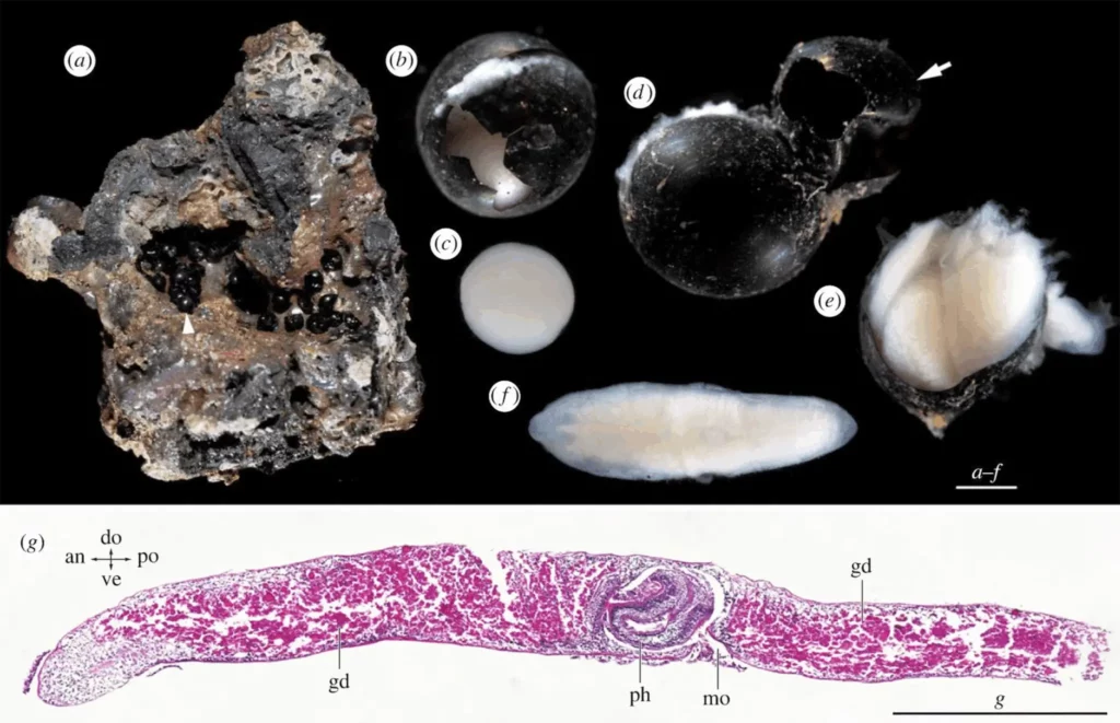 Capsules d’œufs et vers plats en développement, observés sur des roches prélevées dans les abysses.