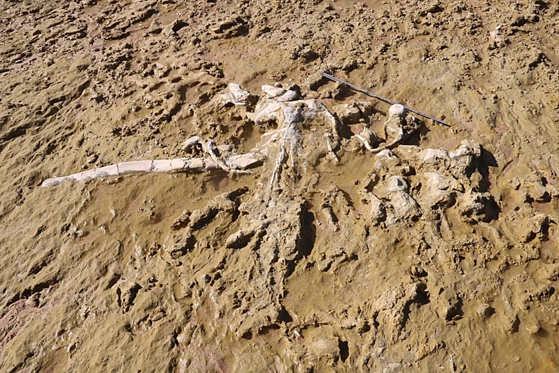 The most complete whale specimen found in the quarry north of Praia de Galé - Fontainhas