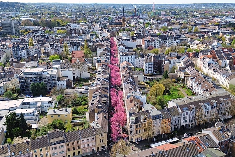 Cherry blossoms bloom along Heerstrasse street at the start of the cherry blossom season in the old town of Bonn, Germany, Easter Monday, April, 6, 2026.