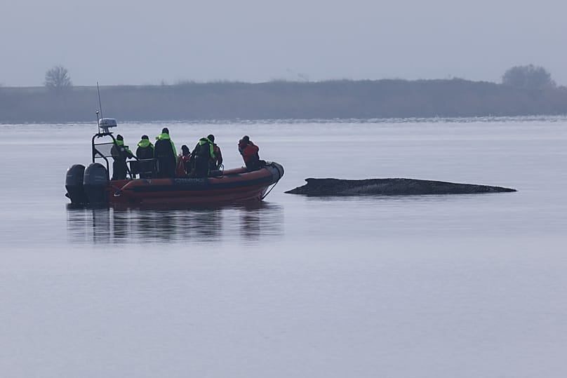 A Greenpeace boat approaches the humpback whale which is still stuck off near the island of Poel, 1 April, 2026