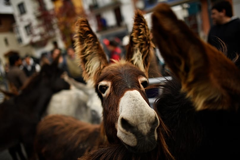 Another Spanish donkey posing for the camera.