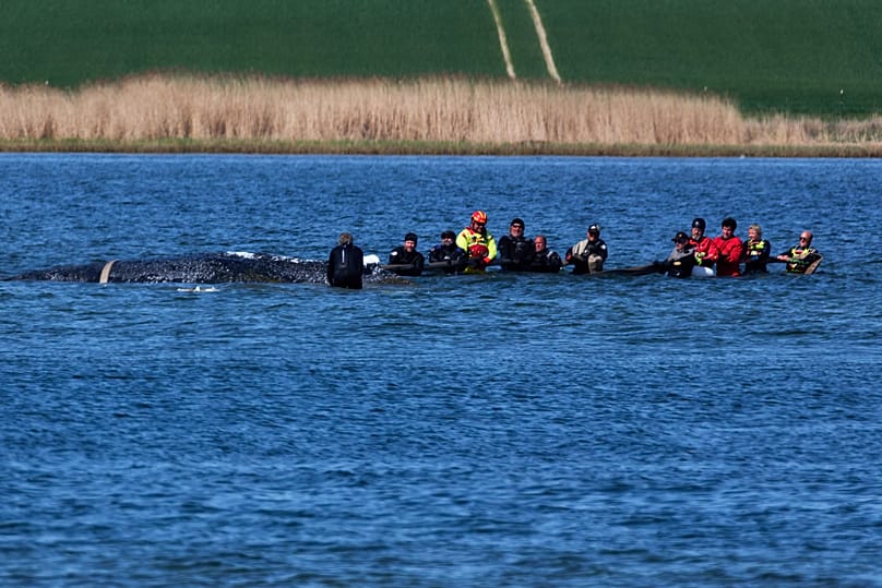 Teams work to help the stranded humpback whale in Fährdorf, 28 April, 2026