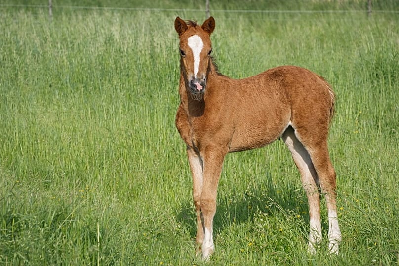 Karabakh horse