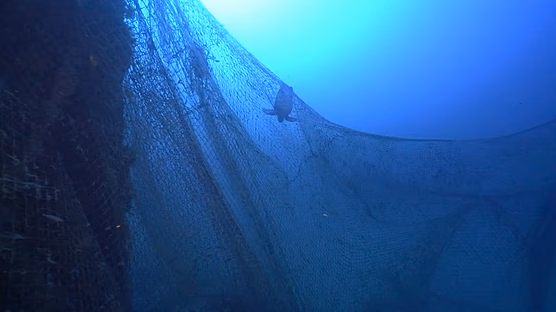 A dead turtle entangled in a ghost net