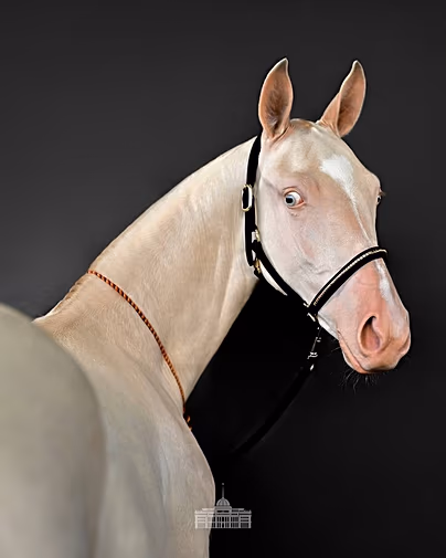 Aqzhan - only 3% of Akhal-Teke horses have this colour