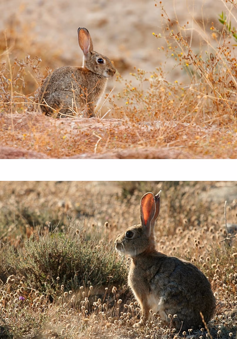 Photographs of the Iberian rabbit (top),