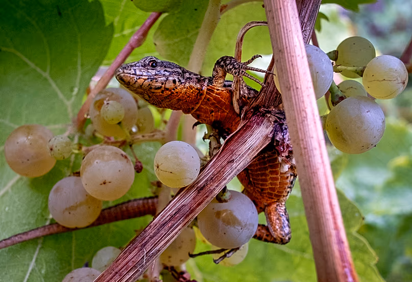 Lizard in a vineyard in Bremm on the Moselle