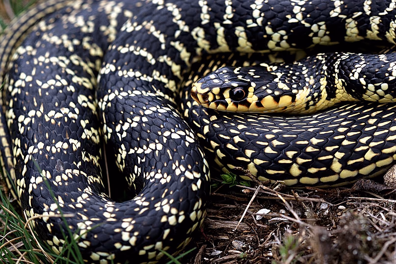 Coluber viridiflavus in Italy