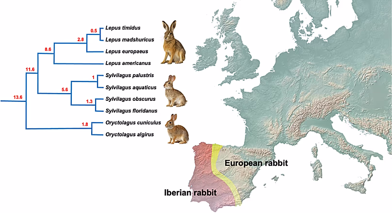 Distribution of the Iberian rabbit