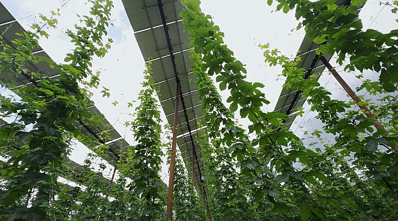Hops are a shade-loving crop. The plants climb up seven-metre-high poles.