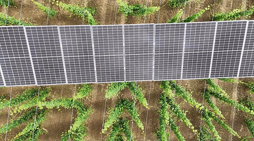 Innovation among the hops: agrivoltaics is being further developed in the Hallertau.