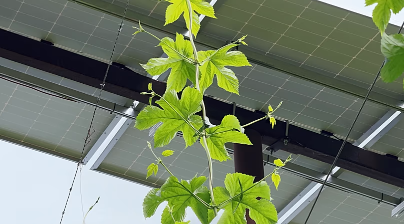 The first documented reference to hop growing anywhere in the world is found in Bavaria.