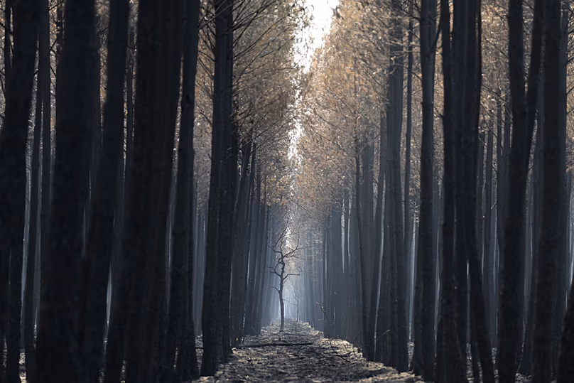 The light flows through a charred forest near Ares, during wildfires in southwestern France, Thursday, July 30, 2026.