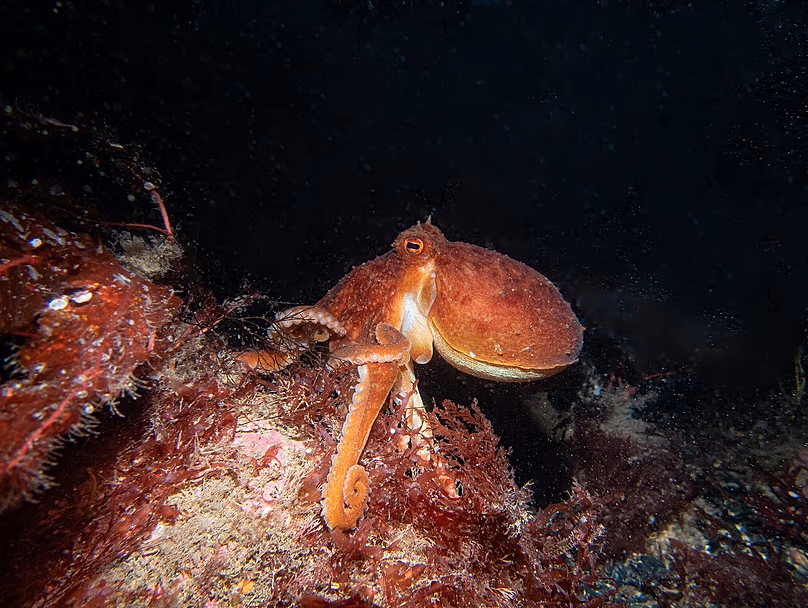 Curled octopus (Eledone cirrhosa), Moyle, Northern Ireland, United Kingdom